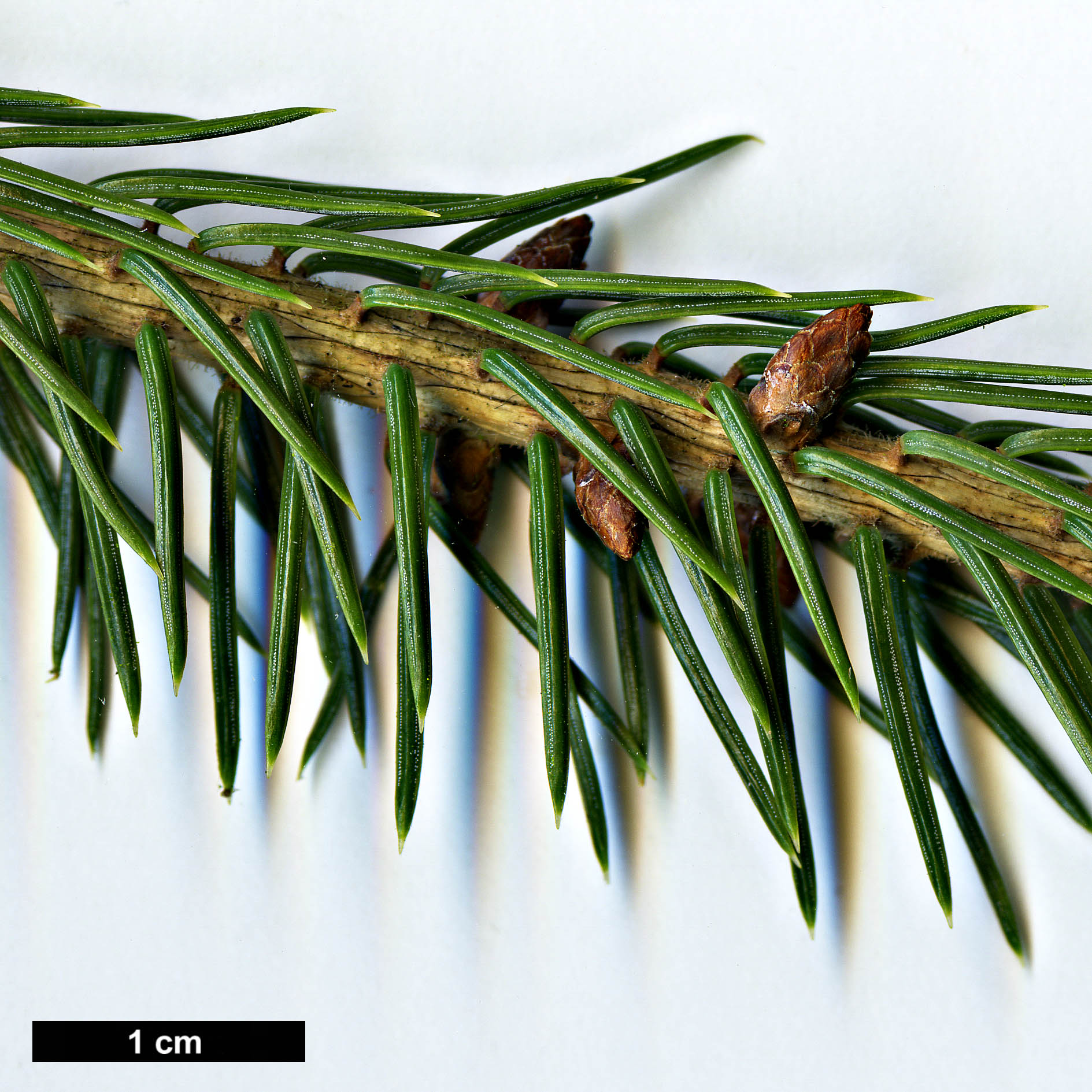 High resolution image: Family: Pinaceae - Genus: Picea - Taxon: koraiensis - SpeciesSub: var. pungsanensis